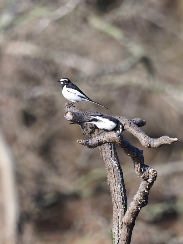 井頭公園の野鳥_f0372177_22275833.jpg