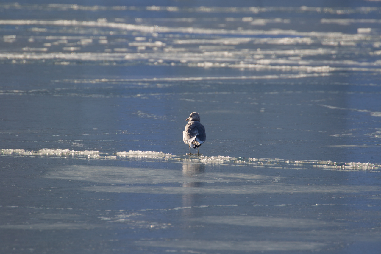 冬の北海道旅行その18　(漁港めぐり　落石漁港・花咲漁港　コオリガモ、ホオジロガモ、シノリガモ)_a0052080_21404201.jpg