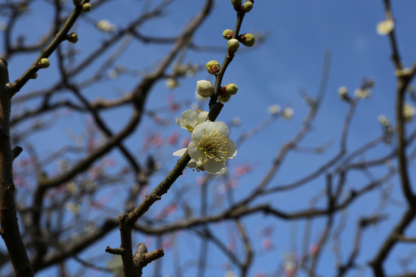 万博公園と梅_c0141986_00014133.jpg