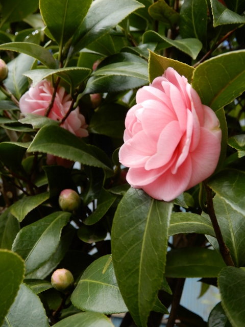 e0025300_20322556.jpg
