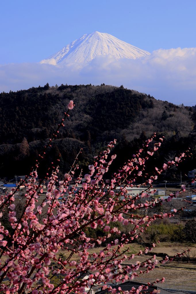 天幡宮の紅白梅_a0188405_22191221.jpg