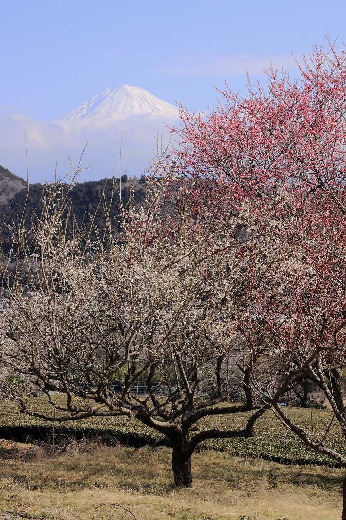 天幡宮の紅白梅_a0188405_22202271.jpg