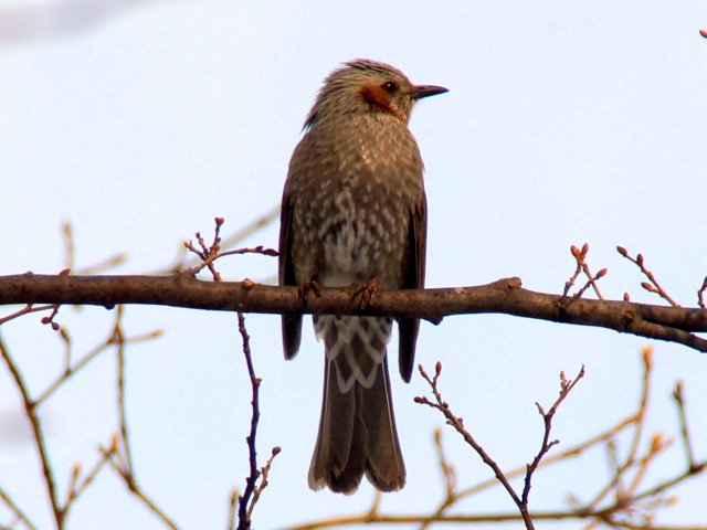 a0345007_1842826.jpg