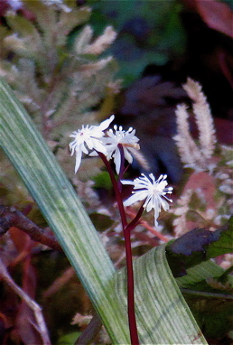 植物園・・・3_a0164011_21521643.jpg