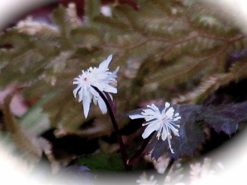 植物園・・・3_a0164011_21522086.jpg