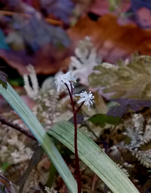 植物園・・・3_a0164011_21523551.jpg