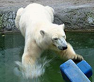 ドイツのカールスルーエ動物園とノイミュンスター動物園の個体再配置 ～ 繁殖できぬ個体に迫った「退出」_a0151913_2413827.jpg