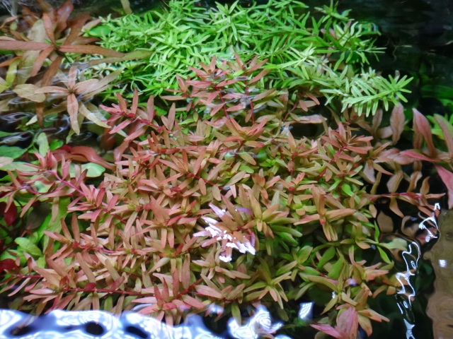 170301 水草・淡水魚_f0189122_12543771.jpg