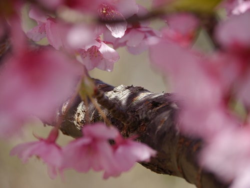 河津桜_e0252832_14424254.jpg