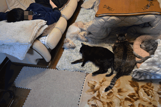 c0136736_18022591.gif