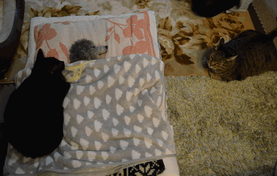 c0136736_18031685.gif