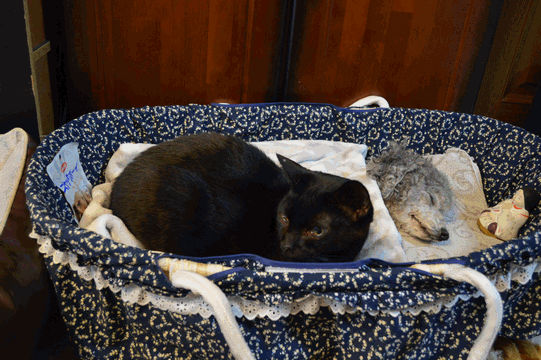 c0136736_18040331.gif