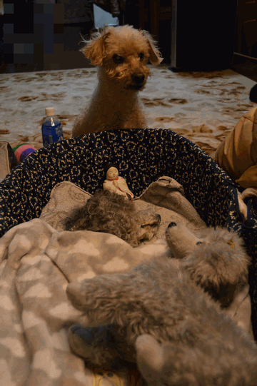 c0136736_18042751.gif