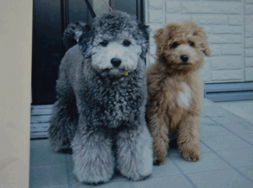 c0136736_18144868.gif