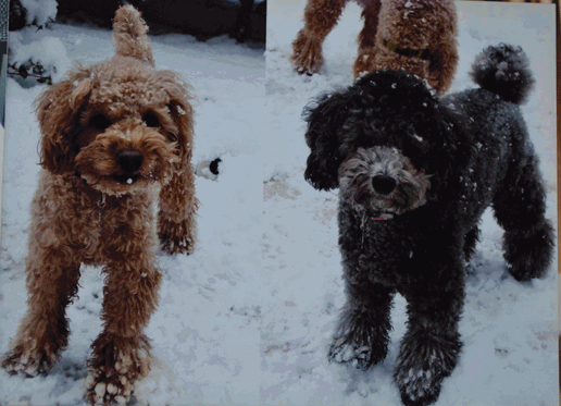 c0136736_18145831.gif