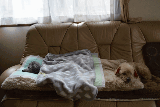 c0136736_18382287.gif