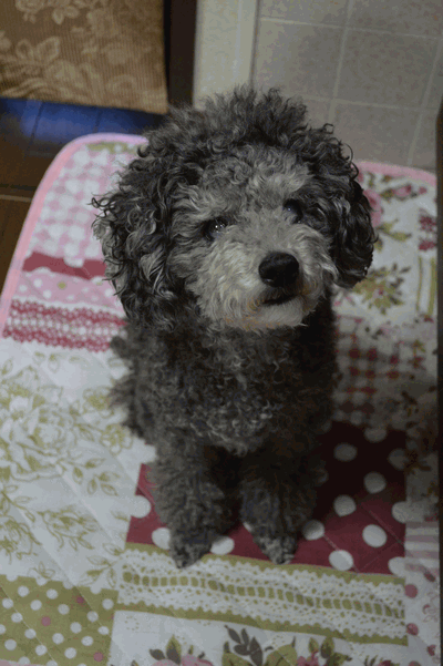 c0136736_19001813.gif