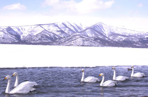 白鳥の湖　　３月１日_f0113639_1924854.jpg