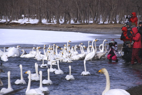 白鳥の湖 3月1日_f0113639_193792.jpg