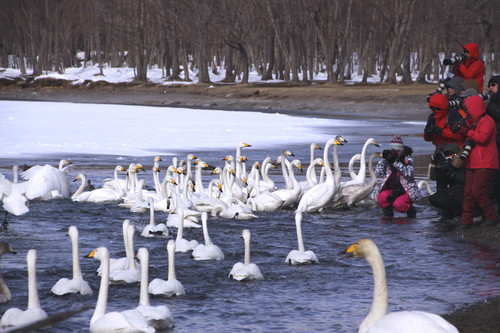 白鳥の湖　　３月１日_f0113639_193792.jpg