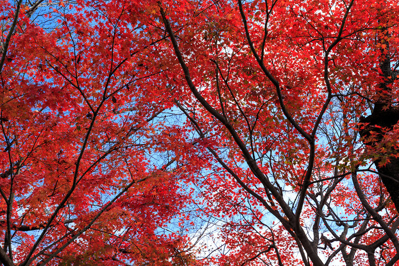 京都の紅葉2016 真っ赤な車折神社_f0155048_0264380.jpg