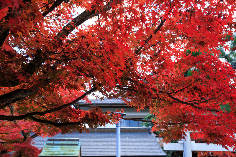 京都の紅葉2016 真っ赤な車折神社_f0155048_027185.jpg