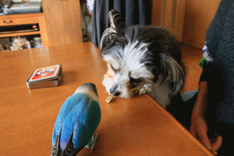 c0145250_10422250.gif