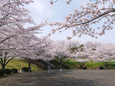 きくち初市　熊本県菊池市に春の訪れを告げる恒例の植木市　2017　御所通りにまつわる歴史探索　その１_a0254656_1902669.jpg