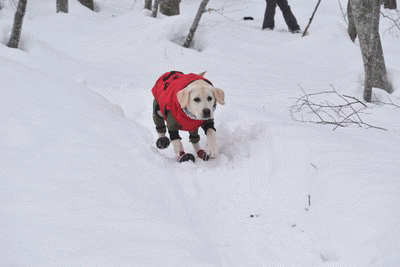 e0364056_12394694.gif