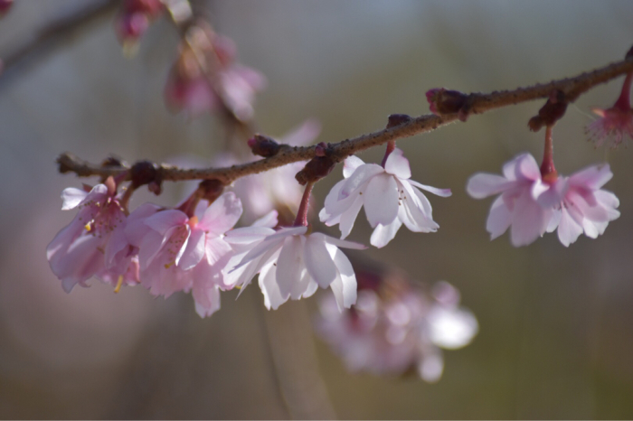 春とは名のみの ー 弥生・長居公園の十月桜、河津桜。_e0125762_03164793.jpg