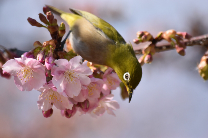 春とは名のみの ー 弥生・長居公園の十月桜、河津桜。_e0125762_03164805.jpg