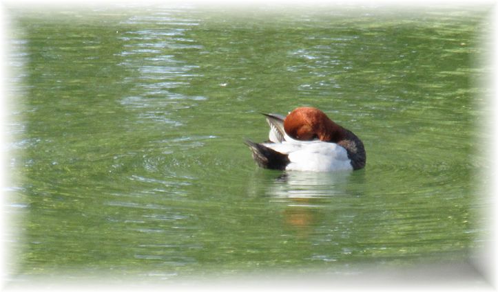 初めましての野鳥さん…♪_d0175974_20211741.jpg
