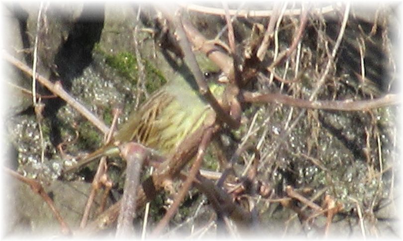 初めましての野鳥さん…♪_d0175974_20214364.jpg
