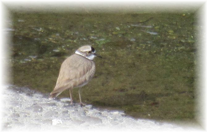 初めましての野鳥さん…♪_d0175974_20224258.jpg