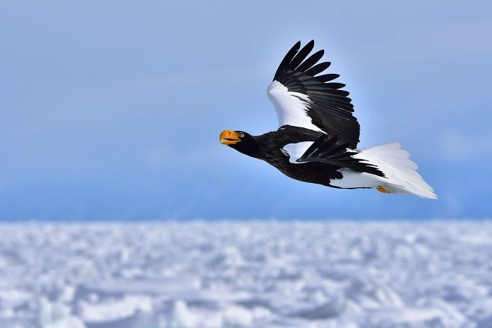 オオワシ（大鷲）/Steller\'s sea eagle_f0365975_00432462.jpg