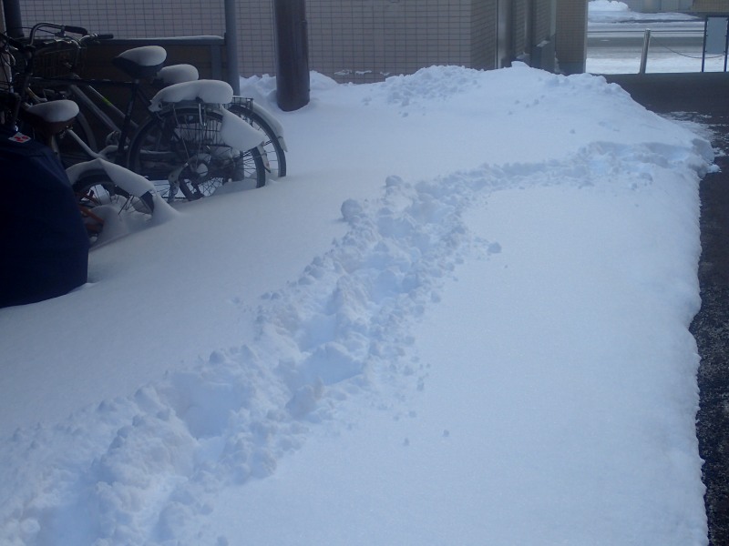 ２月２８日　朝７時　－７．３℃　積雪深８１ｃｍ　_c0183777_7574686.jpg