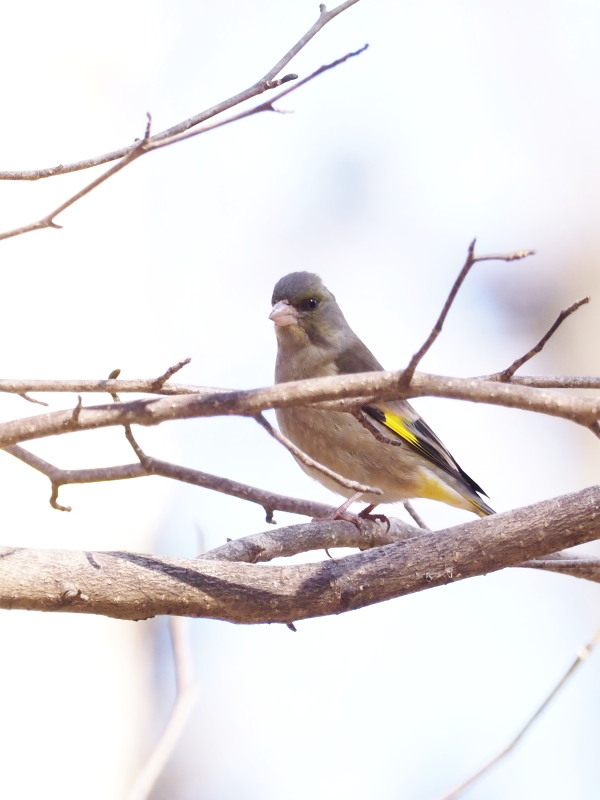 井頭公園の野鳥_f0372177_20313284.jpg