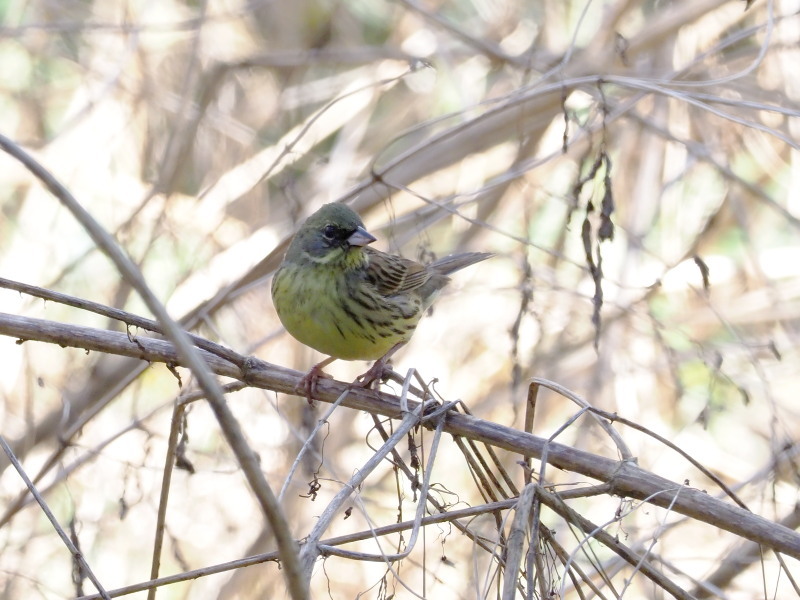 井頭公園の野鳥_f0372177_20320003.jpg