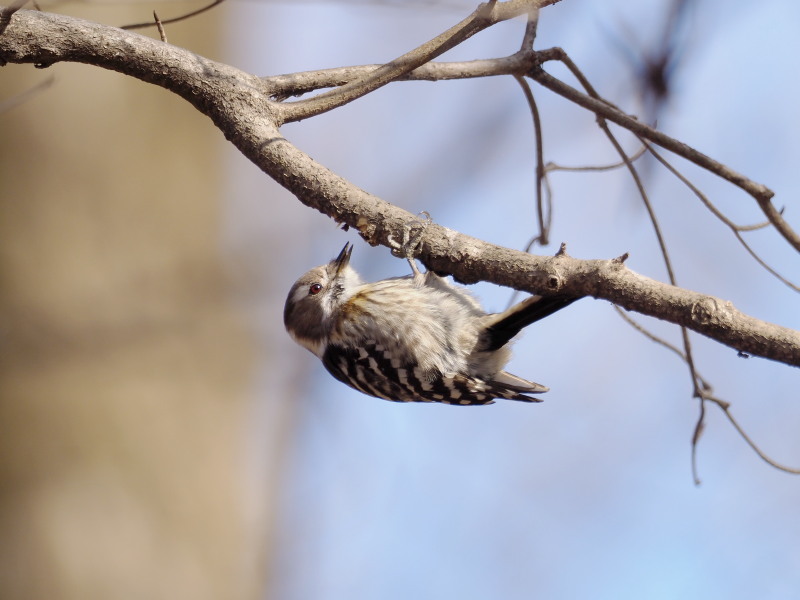 井頭公園の野鳥_f0372177_20323063.jpg