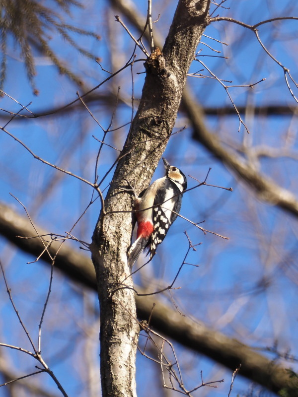 井頭公園の野鳥_f0372177_20330201.jpg