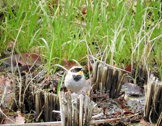 地蔵が池傍のミヤマホオジロ_f0378979_13212738.jpg