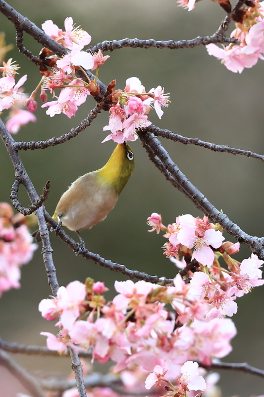 河津桜にメジロ_c0352582_23190095.jpg