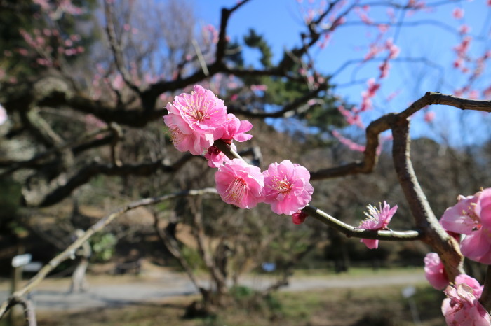 小石川植物園：Koishikawa Botanical Garden_f0274387_00414318.jpg