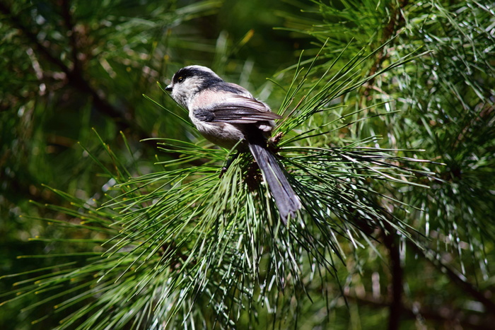 a0127090_22221663.jpg