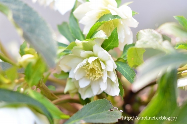 クリスマスローズ 2017　　My Garden Hellebore 2017_d0025294_19305524.jpg