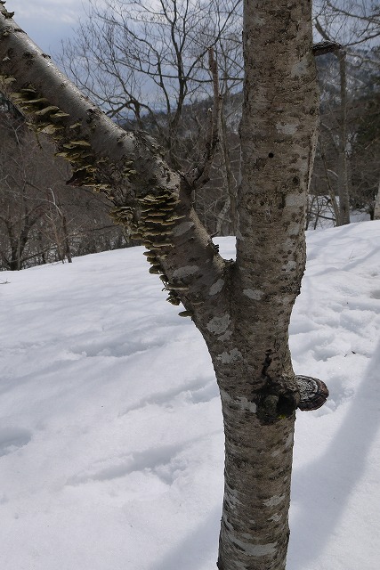 雪のマキノ高原へ_a0233896_1723917.jpg