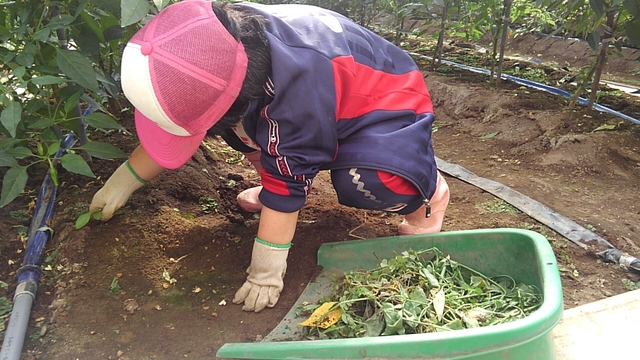 イチゴの収穫とメンテナンス・農福連携シシトウ除草_e0270198_1710281.jpg