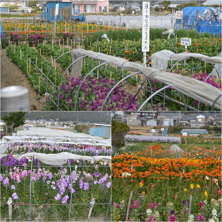 房総2017:後編_c0124100_17363393.jpg