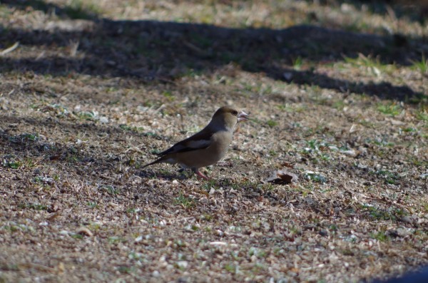 春を探しに　～　近くの公園散歩_b0356401_16333404.jpg