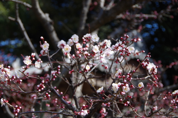 春を探しに　～　近くの公園散歩_b0356401_16344509.jpg